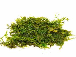 Artificial Greenery Manufacturers in Delhi