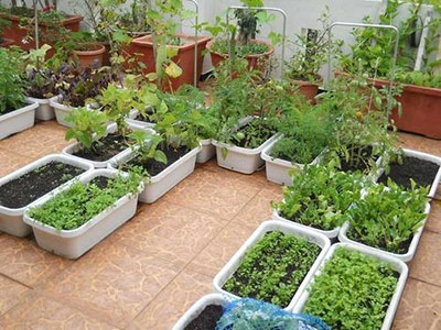 Terrace Gardening in Kurukshetra